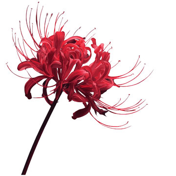 Spider Lily Images  Browse 15,158 Stock Photos, Vectors, and Video | Adobe  Stock