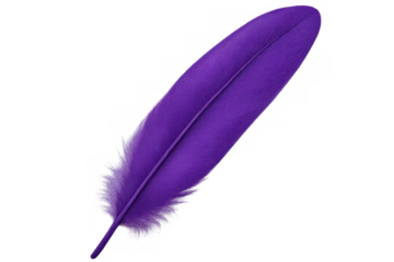 Purple feather drifting weightlessly, silhouetted on clean backdrop, lending ethereal grace to creative visual compositions