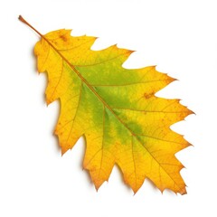 Obraz premium Autumn oak leaf yellow green isolated on white background