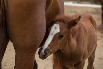 A young foal lies on the ground and looks at the camera.