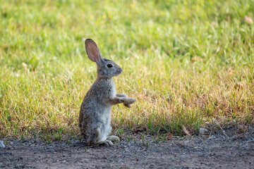 Desert cottontail rabbit feeding on grass in a residential backyard in the Scottsdale area of Arizona