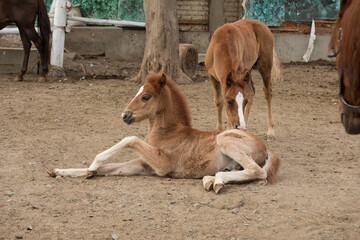 A young foal lies on the ground and looks at the camera.