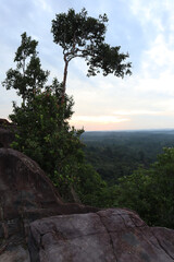 tree in the mountains