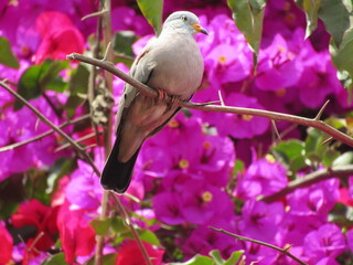 bird on a branch