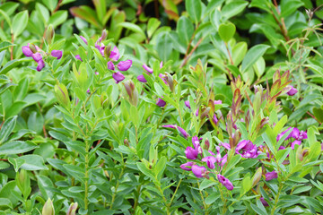 天空の農園のルピナス