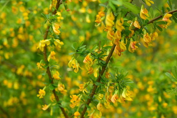 Уellow leaves background