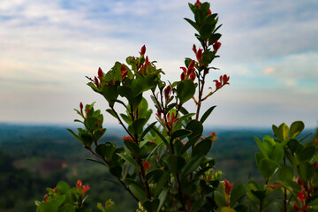 close up photo of a tree on a hill