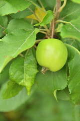 天空の農園のアルプス乙女