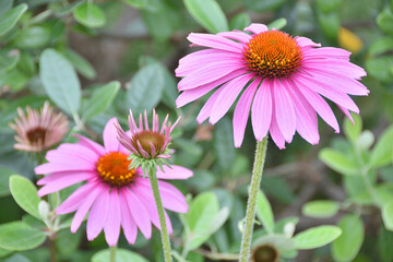 Obraz premium 天空の農園のビジューマム