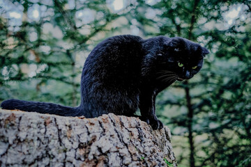 Angry black cat. Halloween symbol. Black cat hisses and bares its teeth in the autumn...