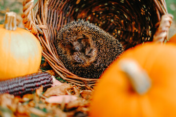 Hedgehog Surrounded by Pumpkins in Autumn. Close-up of the hedgehogs heels.Forest animals and...