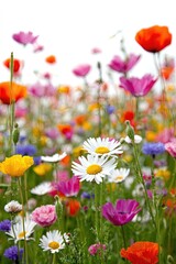 Colorful Wildflowers Meadow