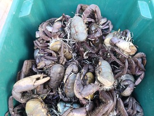 Carangueijo - Feira Livre