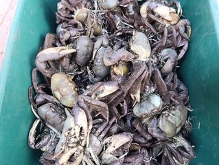 Carangueijo - Feira Livre