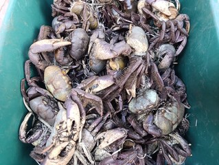 Carangueijo - Feira Livre