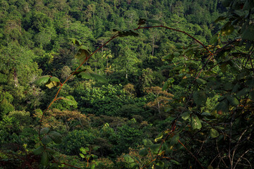 green forest in the morning
