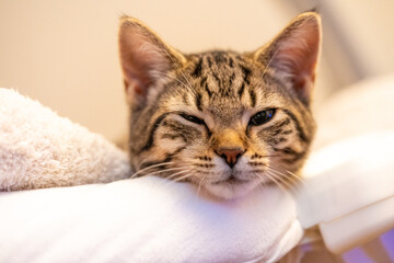 Tabby kitten rests its head on a soft surface, eyes half-closed in drowsy comfort. A tender indoor portrait of feline calm and quiet contentment.