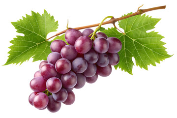 Fototapeta premium Fresh bunch of red grapes with leaves on the vine, a healthy and delicious fruit for snacking and culinary use in various recipes