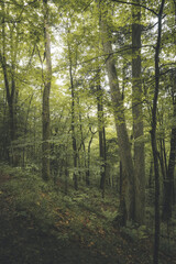 morning in the forest