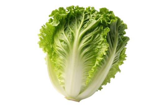 Fresh and vibrant romaine lettuce head with crisp leaves, perfect for salads, cooking, and healthy eating on isolated transparent background