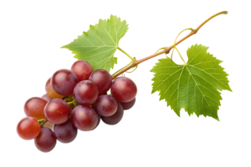 Cluster of vibrant red grapes on the vine with fresh green leaves, perfect for illustrating agriculture and healthy eating