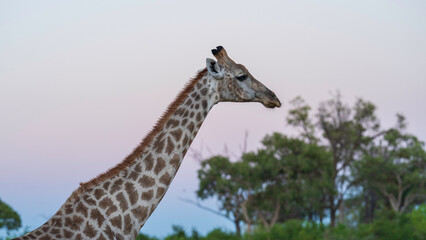 Closeup portrait of a giraffe during an early morning safari at Khwai River Nature Reserve, Okavango Delta, Botswana
