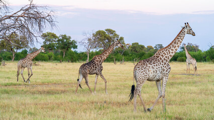Early morning safari at Khwai River Nature Reserve, Okavango Delta, Botswana
