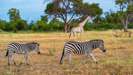 Obraz premium View of Khwai River Nature Reserve plains during a morning safari, Okavango Delta, Botswana