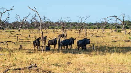 Fototapeta premium Group of wildebeests sheltering under the scarce shade inside a dead forest, Khwai River Nature Reserve, Okavango Delta, Botswanan