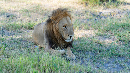 Portrait of a lion resting in the bush, Khwai River Nature Reserve, Okavango Delta, Botswana