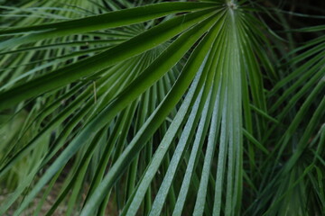 The intricate dance of Sabal minor palm fronds in late afternoon