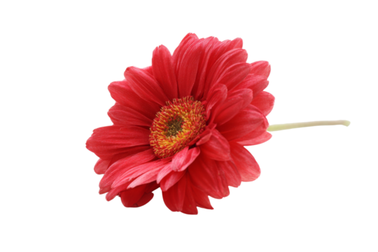 A striking closeup of a vibrant flower with many delicate petals radiating from a central disk isolated against transparent background