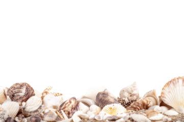 A diverse collection of seashells resting on sand offering a tranquil coastal essence ideal for evoking serene memories of sunny beach days