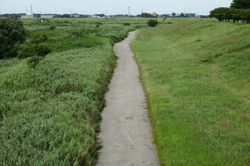 緑地の中を通る一本道