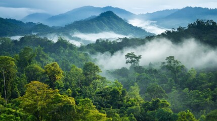 Morning landscape of a forested mountain shrouded in mist