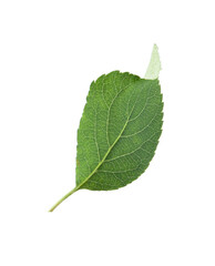 Fototapeta premium One green apple tree leaf isolated on white