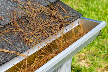 Closeup of house rain gutter clogged with pine straw, needles and pine cone from trees in fall. Home maintenance, yardwork and roof damage concept