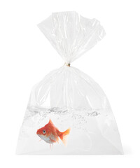 Goldfish in plastic bag with water on white background
