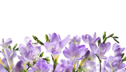 Many beautiful freesia flowers on white background. Banner design