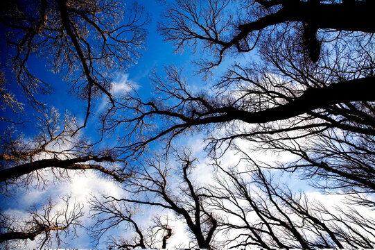 A striking upward view of bare winter tree branches stretching against a vivid blue sky, capturing the serene beauty of nature's seasonal cycle.