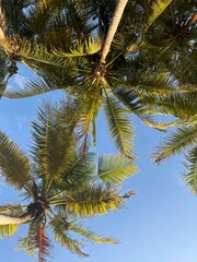 Fototapeta premium ground view of palm trees