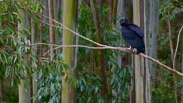 Urubu-preto Pousado em Galho de &Aacute;rvore com Fundo de Eucaliptos