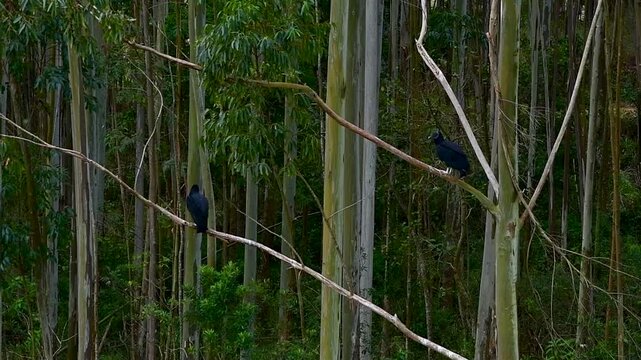 Urubus em Repouso. Duas Aves em Galhos de &Aacute;rvores com Fundo de Eucaliptos