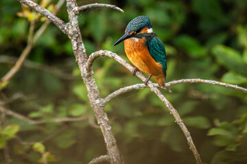 kingfisher on branch
