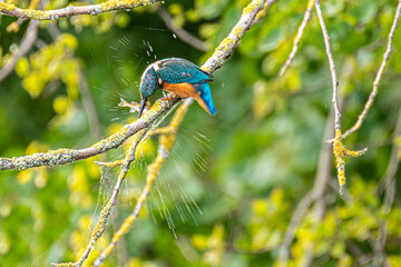 kingfisher with fish