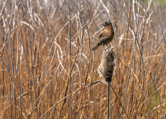 great crested grebe