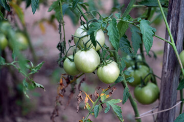 green tomato on a vine