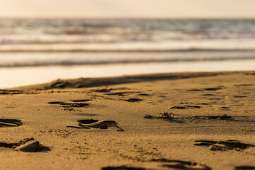 cangrejos en la playa