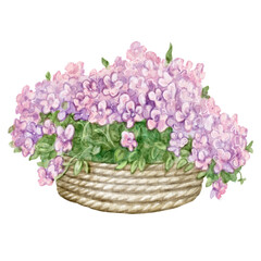 Watercolor illustration of Bouquet of pink decorative flowers. Lush pastel pink flowers in a basket. For flower shops, printing on postcards, greeting cards, business cards, etc.