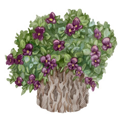 Watercolor illustration of Bouquet of viola flowers in stump-pot. Lush leaves and violet flowers in a stump. For flower shops, printing on postcards, greeting cards, business cards, etc.